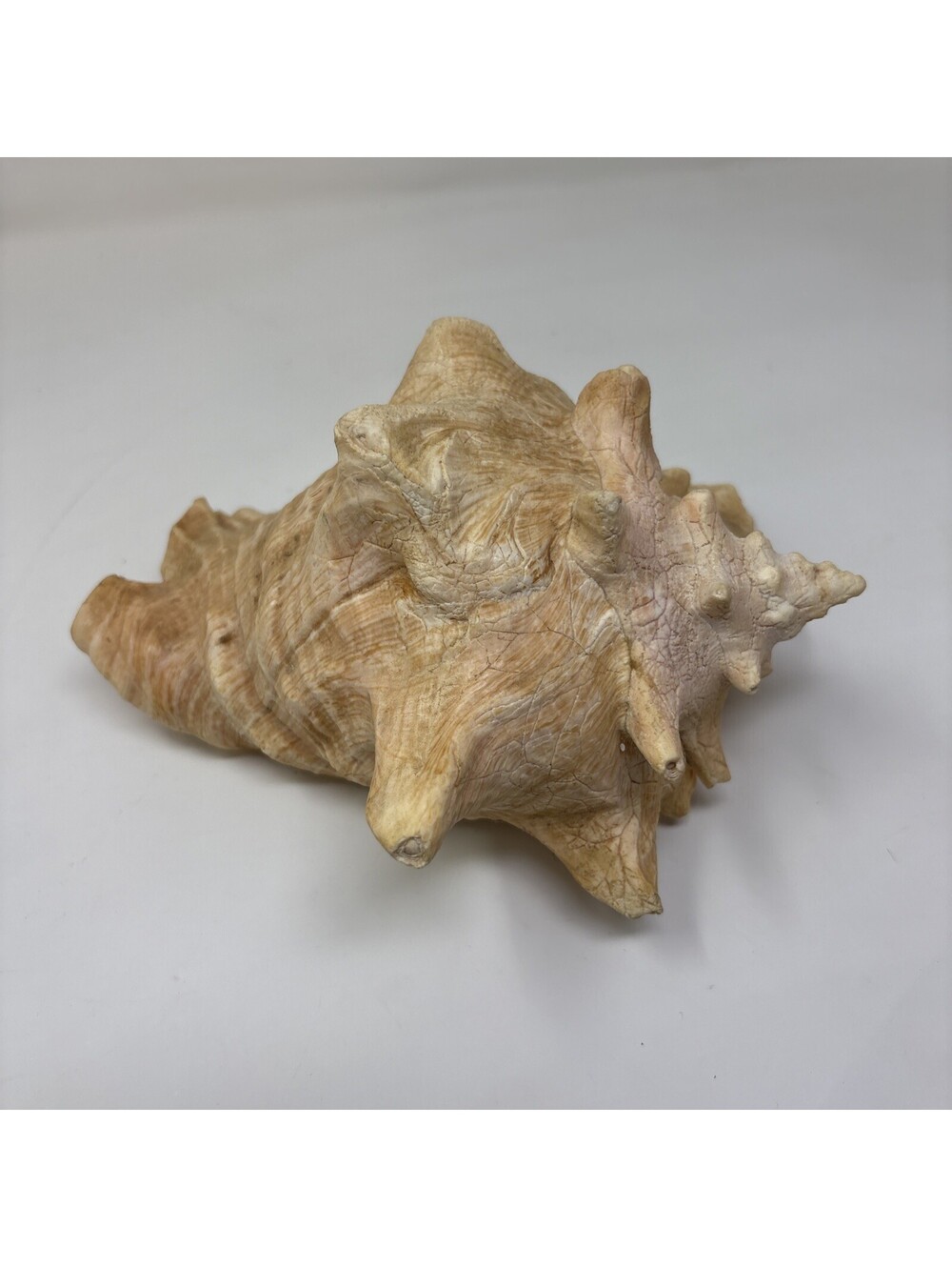 Large Pink & Tan Conch Sea Shell, Striped Pattern Faux Conch Shell - Picture 3 of 5